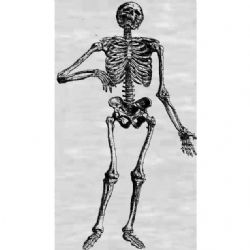 https://www.orthopaediclist.com/mm5/graphics/00000001/Wheeles%20skeleton.png